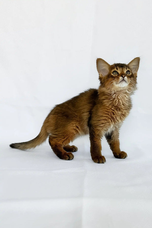Sun | somali kitten