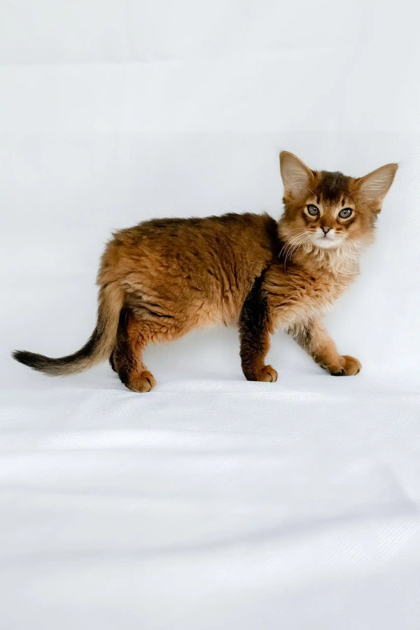 Sun | somali kitten
