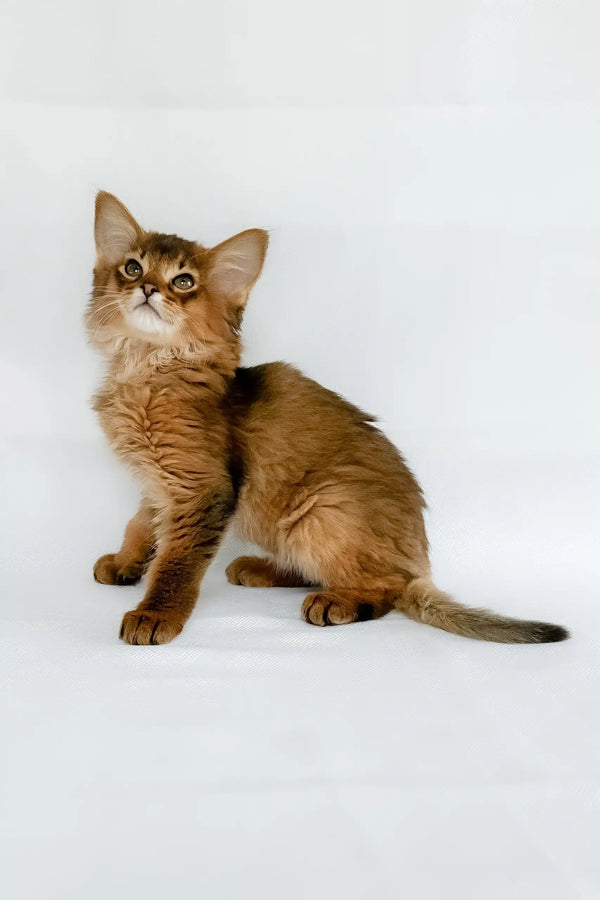 Sun | somali kitten