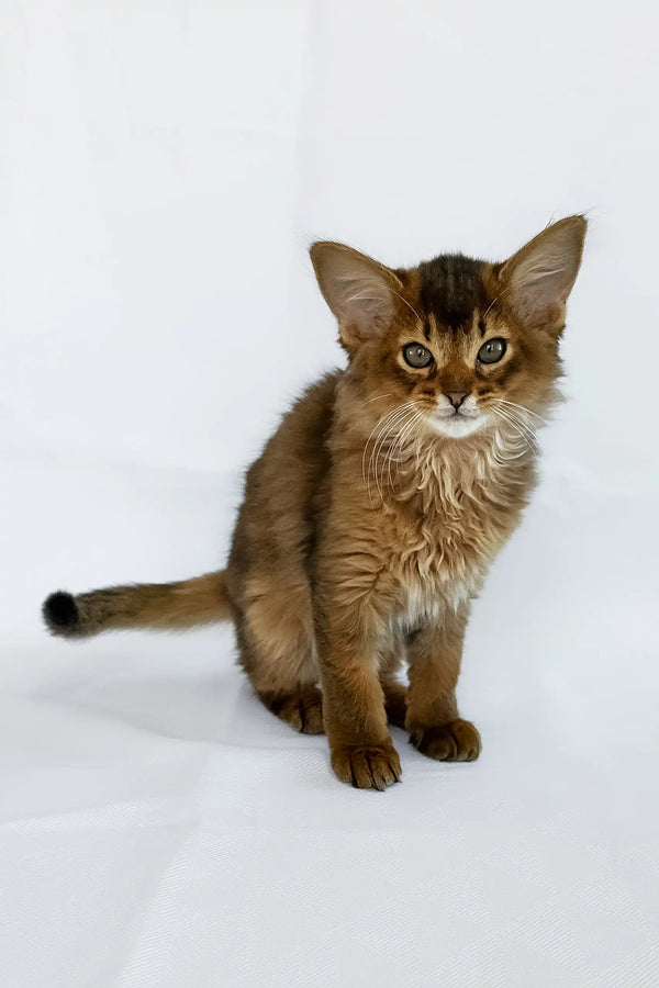Sun | somali kitten