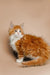 Fluffy orange and white Maine Coon kitten with cute ear tufts named Sunflower