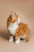 Fluffy orange and white Maine Coon kitten with pointed ears looking to the side