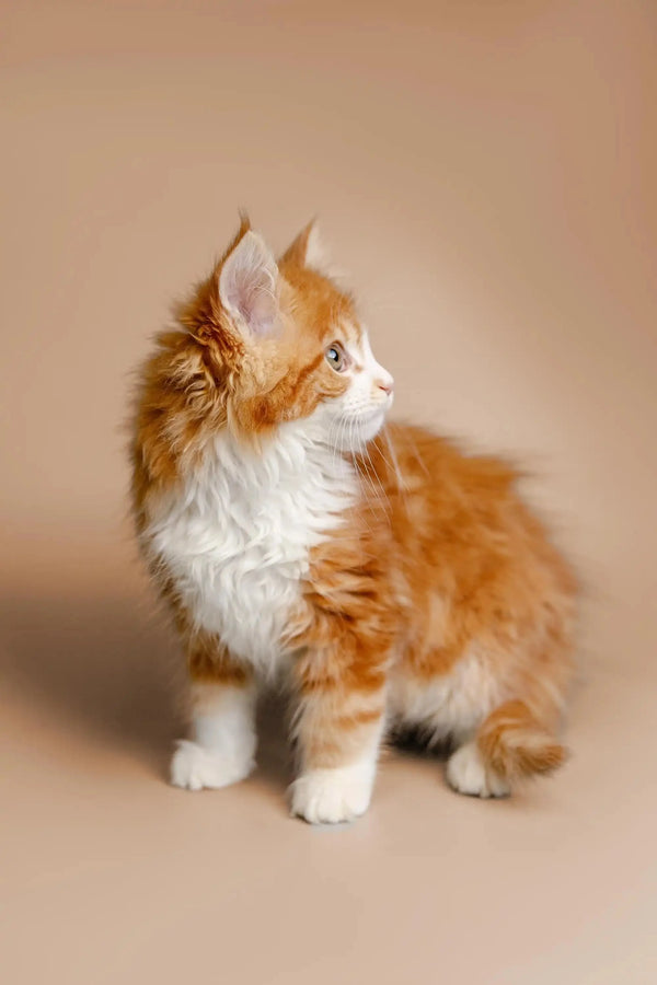 Fluffy orange and white Maine Coon kitten with pointed ears looking to the side