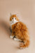 Fluffy orange and white Maine Coon kitten sitting upright, looking adorable