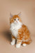 Fluffy orange and white Maine Coon kitten sitting upright, perfect for Sunflower collection