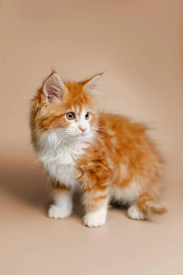 Fluffy orange and white Maine Coon kitten with pointed ears, named Sunflower