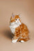 Fluffy orange and white Maine Coon kitten sitting upright for Sunflower collection