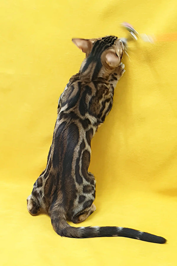 Bengal cat having fun and playing with toys in Sunny Bengal Kitten product