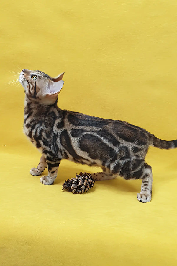 Cute Spotted Bengal cat from Sunny Bengal Kitten, perfect playful companion