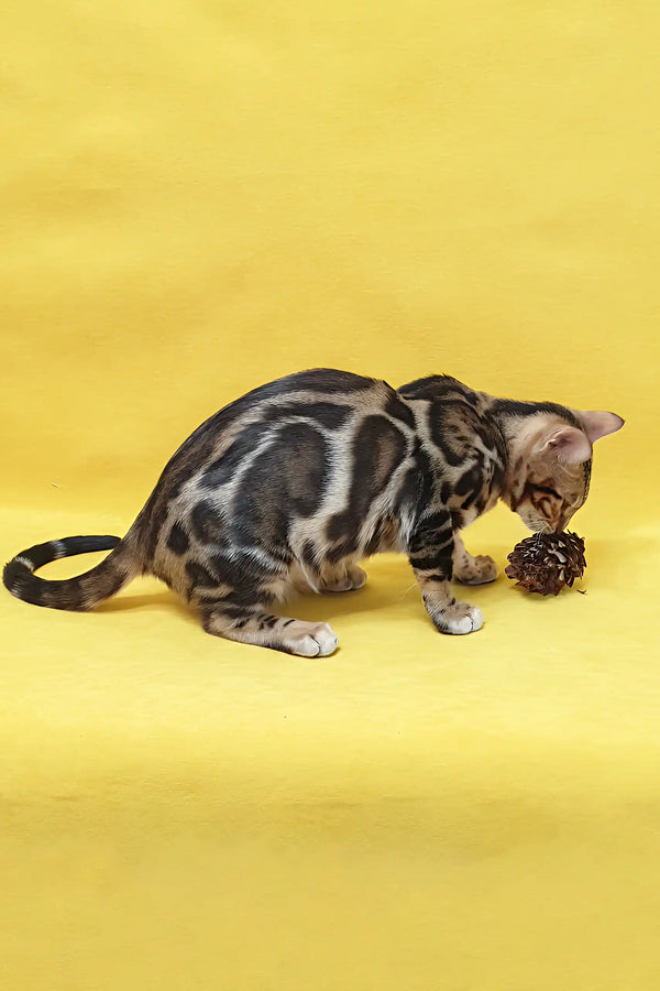 Spotted Bengal cat playing with a pinecone in Sunny Bengal Kitten product