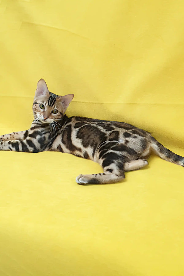 Spotted Bengal cat from Sunny Bengal Kitten collection, showcasing playful elegance
