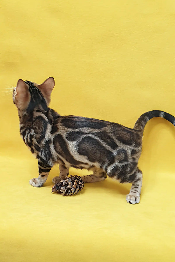 Spotted Bengal cat playing with a pinecone in Sunny Bengal Kitten product