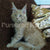 Sunny Maine Coon Kitten with ear tufts and fluffy fur air delivery available