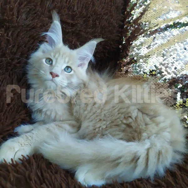 Sunny the fluffy Maine Coon kitten with bright blue eyes ready for air delivery