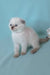 Sunny | scottish fold kitten