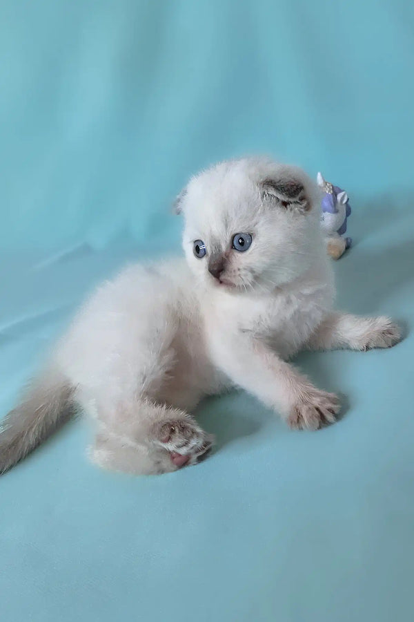 Sunny | scottish fold kitten