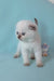Sunny | scottish fold kitten