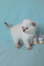 Sunny | scottish fold kitten