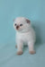 Sunny | scottish fold kitten