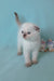 Sunny | scottish fold kitten