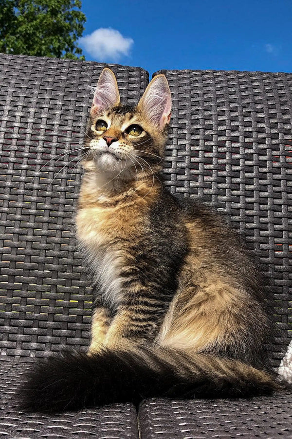 Tabby Maine Coon kitten with green eyes perched on woven furniture