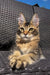 Tabby Maine Coon kitten with alert eyes and paw on woven furniture