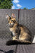 Tabby cat lounging on a woven outdoor chair with a Maine Coon kitten vibe