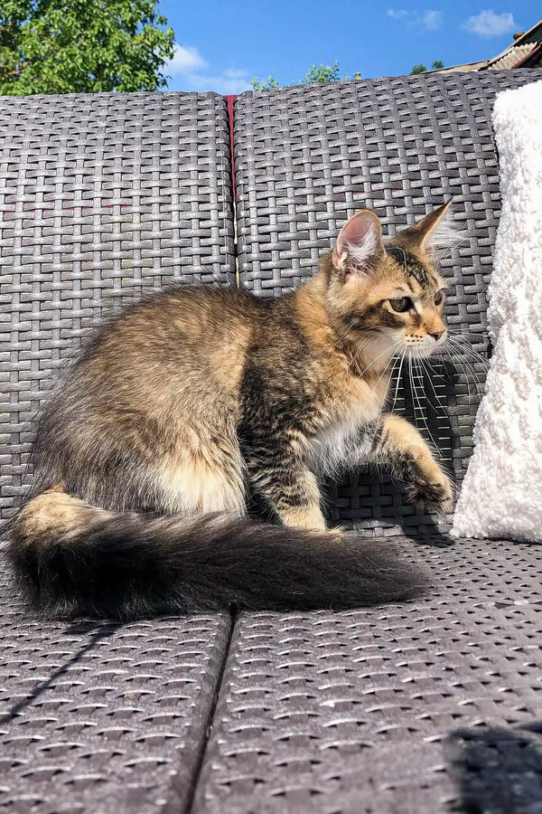 Tabby cat lounging on a wicker chair, perfect for your Maine Coon Kitten vibe