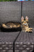 Tabby Maine Coon kitten with ear tufts relaxing on stylish woven furniture