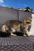 Fluffy Maine Coon kitten standing on stylish woven outdoor furniture