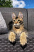 Tabby Maine Coon kitten lounging on wicker furniture, looking curious and playful