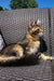 Tabby cat relaxing on outdoor furniture with a Maine Coon kitten named Sunshine