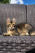 Tabby cat chilling on woven outdoor furniture with a Maine Coon kitten, Sunshine