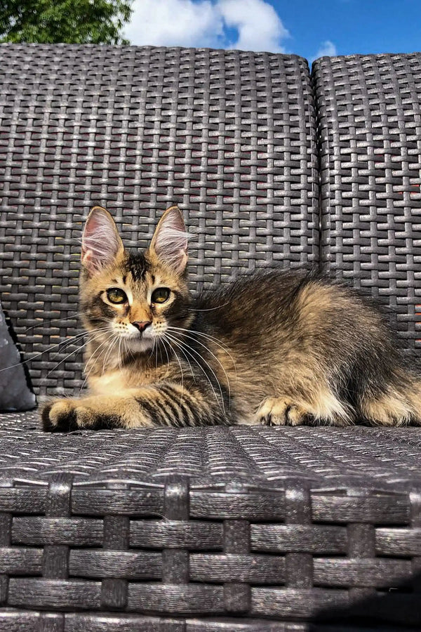 Tabby cat chilling on woven outdoor furniture with a Maine Coon kitten, Sunshine