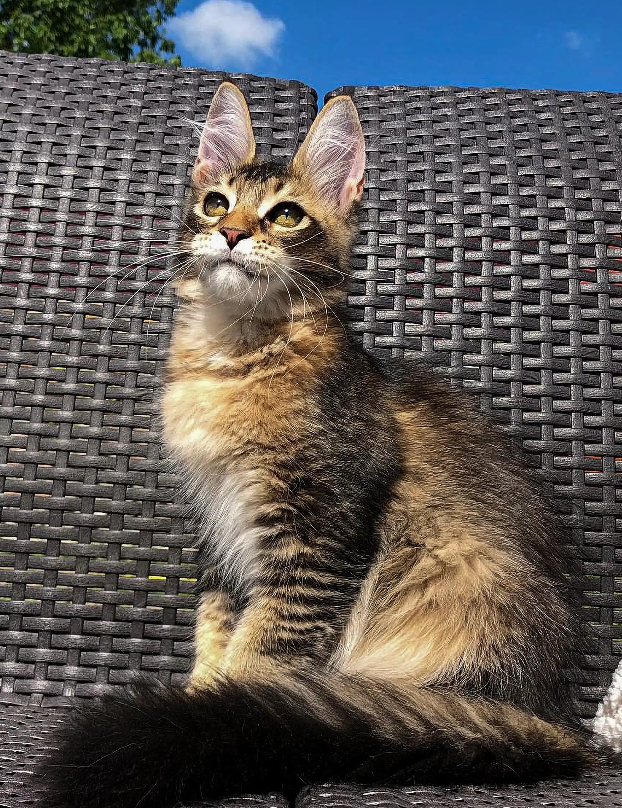 Maine Coon Kittens for Sale Sunshine | Kitten