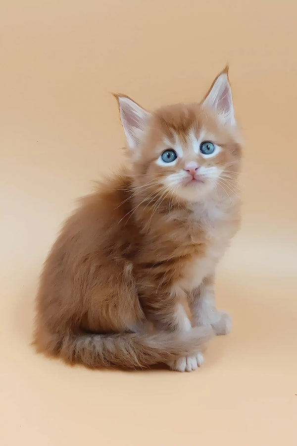 Suny | maine coon kitten