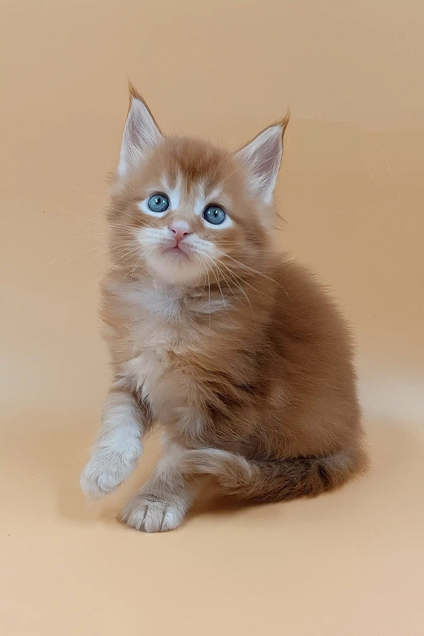 Suny | maine coon kitten