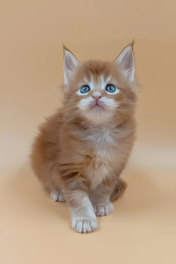 Suny | maine coon kitten