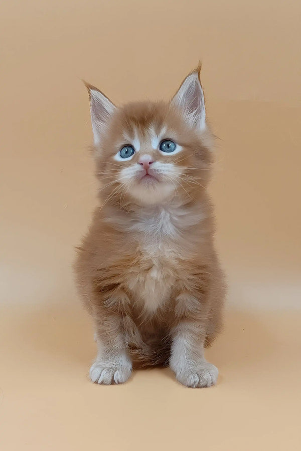 Suny | maine coon kitten