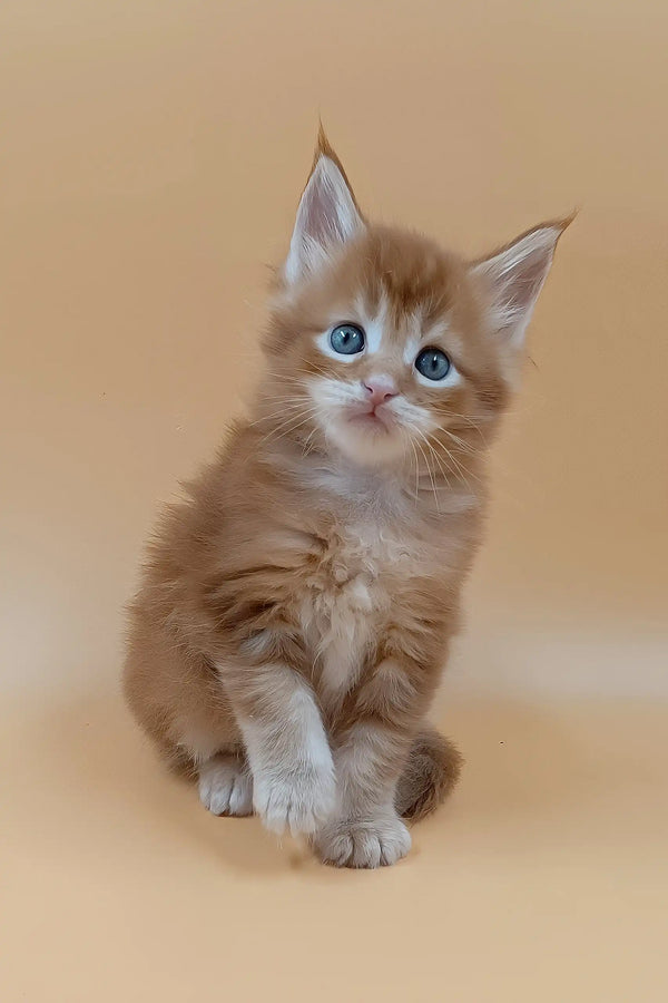 Suny | maine coon kitten