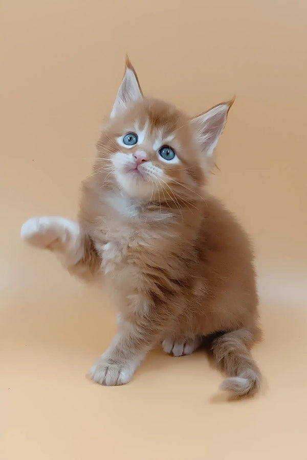 Suny | maine coon kitten