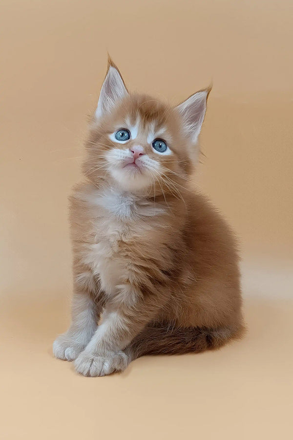 Suny | maine coon kitten