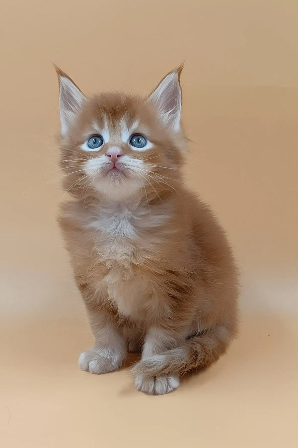 Suny | maine coon kitten