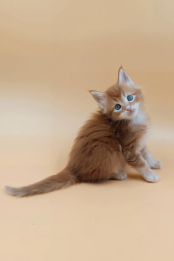 Suny | maine coon kitten