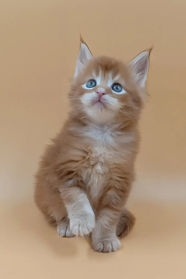 Suny | maine coon kitten