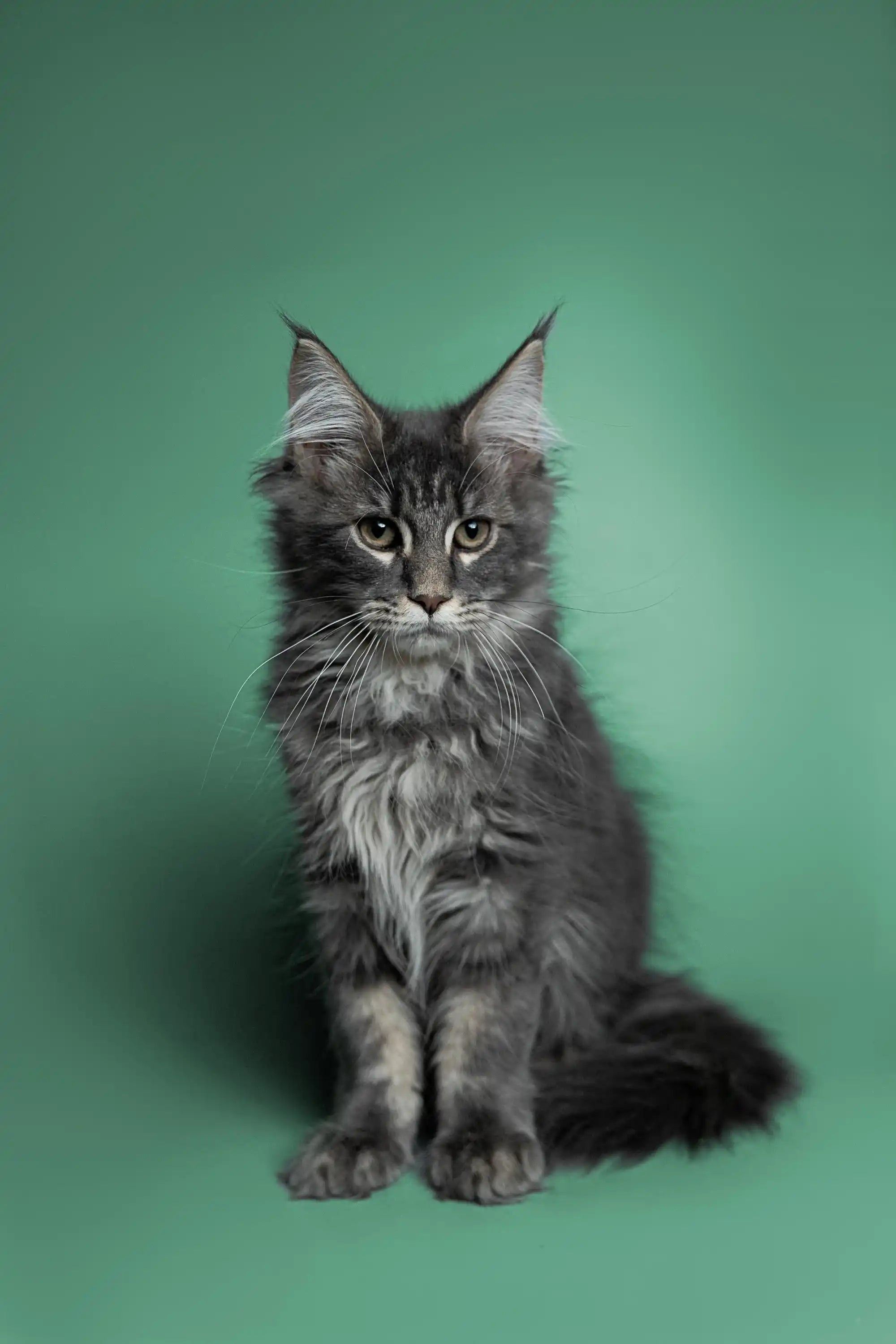 AVADA - Best Sellers Sushi | Maine Coon Kitten