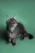 Fluffy gray Maine Coon kitten named Sushi with pointed ears and a long coat