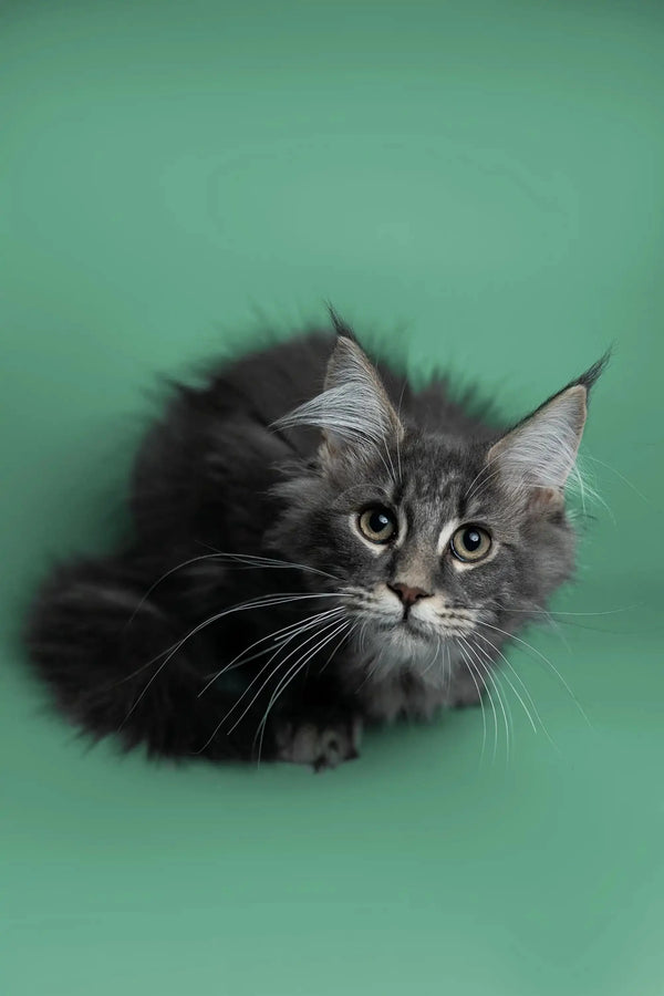 Fluffy gray Maine Coon kitten Sushi with alert eyes and cute ear tufts