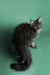 Gray Maine Coon kitten Sushi with a fluffy tail sitting against a green backdrop