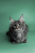 Long-haired gray Maine Coon kitten with ear tufts and alert expression